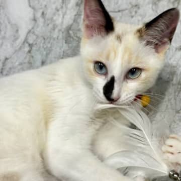 夏毛だった猫→3か月が経過して『冬毛』になった結果…まるで別猫のような『劇的なビフォーアフター』に２万いいね「かわいさ倍増した」「すごい」