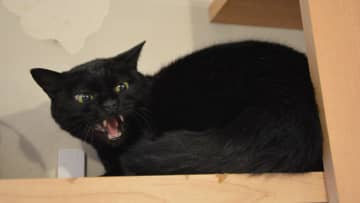 威嚇するのは生き抜いてきた証…“シャーシャー猫”ってどんな子？「最強の保護猫譲渡会」に参加する猫たちの物語