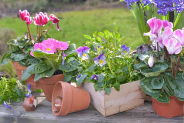 春まで楽しむ草花10選　本格的な寒さの前に植えよう！【ガーデニング】