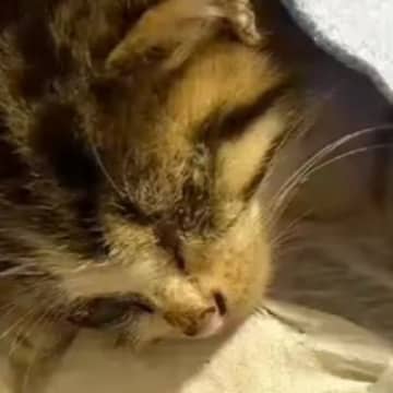 目がふさがっていた『ひとりぼっちの子猫』を発見して…保護した結果→泣ける展開に反響「会えて本当によかった」「心からありがとう」