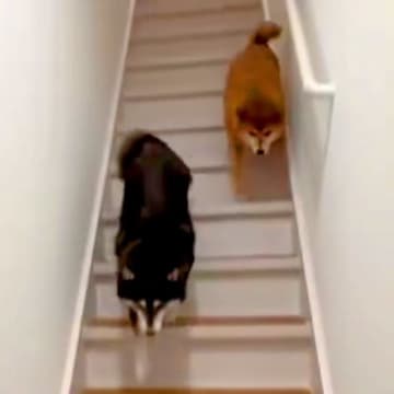 帰宅後、玄関を開けた瞬間『2匹の柴犬が出迎えてくれた』と思ったら…あまりにも辛辣な対応に反響「サービス終了ｗ」「思ってた数倍早くて草」