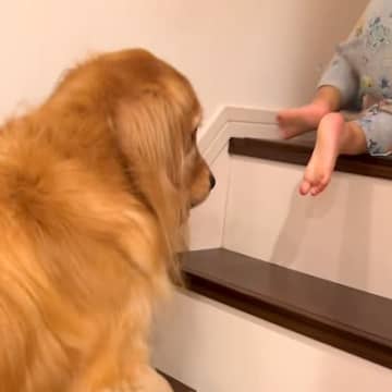 階段を登っている小さな男の子→大型犬も一緒になって…本当のお兄ちゃんのように『優しく見守る光景』に反響「お利口さん」「子守ができるのね」