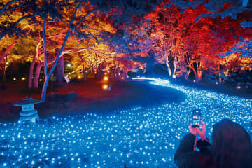 紅葉と光　夢幻の競演　埼玉の森林公園　色づいた木々を演出するイベント「紅葉見ナイト」　30日まで　点灯は午後4時半から