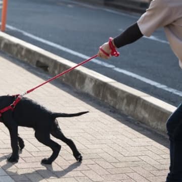 犬の『引っ張り癖』を治すための方法3つ　改善すべき理由やしつけの注意点も解説