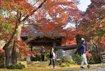 《秋さんぽ》古寺の山門覆う赤　桜川・薬王寺　茨城