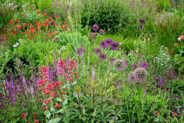 宿根草（多年草）おすすめ20選｜植えっぱなしで毎年咲く花