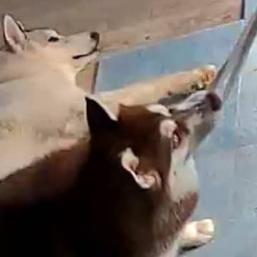 留守番をする2匹のハスキー犬→ペットカメラを覗いた結果…想定外だった『まさかのイタズラ』に2万いいね「のびるチーズかと思ったｗ」と爆笑