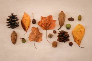 自然の恵みを使って冬にぴったりのリースを手づくりしよう♪ 5歳から参加OK★申込受付中【12月13日/能登川博物館】