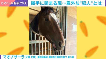 勝手に閉まる扉…カメラが捉えた"意外な犯人" いたずらっ子な現役競走馬が話題