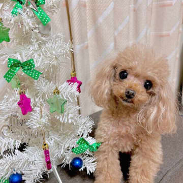 犬に危険な冬の観葉植物がある？ シクラメンやポインセチアなどの誤食で起こる犬の中毒症状とは