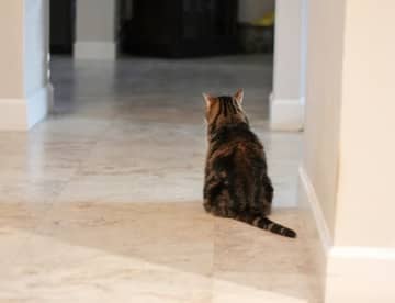 家の前に突如現れた“緑色の目”のニャンコ→名前を募集すると…クスッと笑える案が集まる「アボカドかな」「これで決まり！」