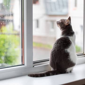 猫にとって『窓の結露』が危険な理由5つ　起こりうるトラブルや舐めさせないための対処法まで
