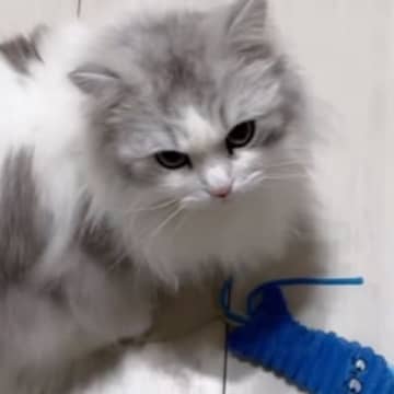 大好きなママと離れたくない猫ちゃん→ママが仕事に行こうとすると…まさかの行動が19万再生「足を怪我したので休みますｗ」「行けないね」