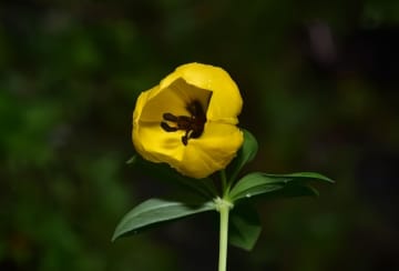 第2次青海チベット高原総合科学調査、新種生物3000種以上を確認―中国