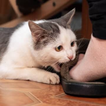 猫が飼い主の『足に噛みついてくる』理由3選　嫌われているわけではない？対処法も解説
