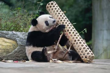 リンゴを食べたいパンダのシャンシャン　中国四川省