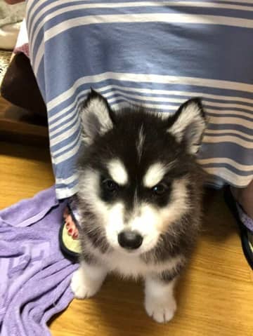 あどけない表情が愛らしい生後2カ月シベリアン・ハスキー→約5年後、“胸元ガッシリ”なビフォーアフターにほっこり！