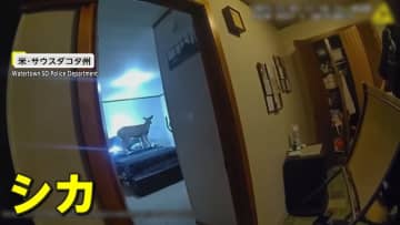 「警察だ！」住宅に予想外の“侵入者”「マジかよ」犯人はシカ！オフィスに不法侵入したリス！小さすぎて警察官も確保失敗