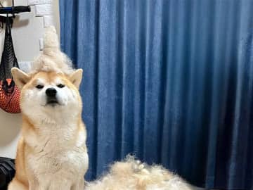「今年は不作でした」　柴犬の『換毛期の収穫量』が話題　圧巻の1年分とは？