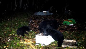 進化するクマ“驚異の学習能力”　電気柵をすり抜けハチミツを…土を掘り隙間作り侵入　専門家「試行錯誤しどんどん賢く」
