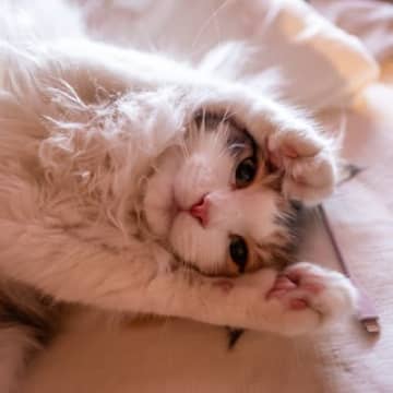 『ポジティブな猫』が持っている特徴3選 　前向きな性格がもたらすメリットまで