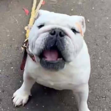 『どうぶつの森の話し方をする犬』が話題　想定以上だった『似すぎている光景』に11万いいねの反響「相当どう森で草」「完璧すぎて笑ったｗ」