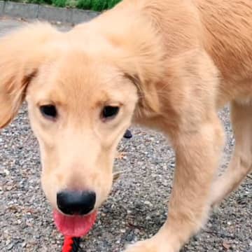 売れ残った『ガリガリの大型犬』を飼った結果→まるで別犬のように変化した『現在の光景』が14万再生「出会えて本当によかった」「幸せそう」