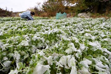水戸で初雪　茨城県内厳しい冷え込み　平年より29日早く　畑の野菜に霜降りる
