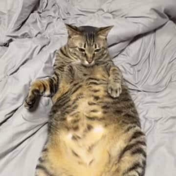 ベッドでくつろぐ猫に『床ドン』してみた結果…想像以上に『ヒロインすぎる反応』が179万再生「キスした後余計にｗ」「ドラマみたいだｗ」