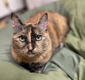 保護した警戒心の強い野良猫が心を開くまで　“3年かけて築いた絆”に胸があたたかくなる