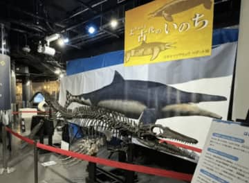 【古代のロマン】全長6mのモササウルス「ワカヤマソウリュウ」が泳ぐ！最新ロボット完成お披露目会が開催！