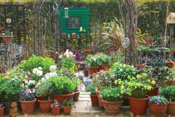 スペースが狭くても素敵！鉢植え80株で庭を飾る有島流【クリスマスローズガーデン】