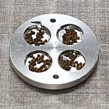 コケ胞子、宇宙でも生存　地上回収後に8割強発芽