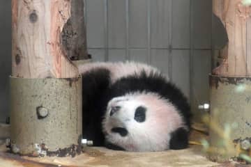 日中関係エスカレートで「日本はもうすぐパンダがいなくなる」と中国報道