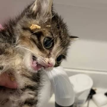 納豆にダイブした子猫を『お風呂で洗った』結果…思わず爆笑の『ビフォーアフター』が76万再生「ドビーみたいｗｗ」「左手が泳いでるｗ」