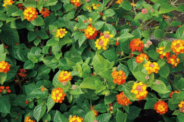 11月21日の花とは？【366日の誕生花と幸せの花言葉】