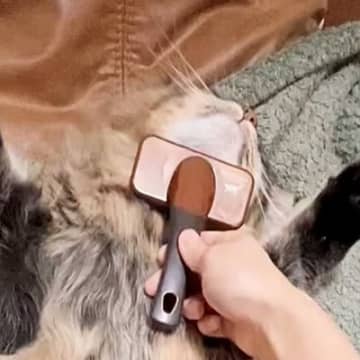 ブラッシングされる猫ちゃん→『体勢』を見てみると…あまりにも無防備な光景が微笑ましすぎると４万いいね「全身の力が抜けてる」「なすがまま」