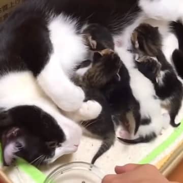 ５匹の赤ちゃん猫に寄り添うお母さん猫→７年経った結果…予想以上に『変わらない家族愛』が話題「母は偉大だ」「いつまで経っても可愛い子供」