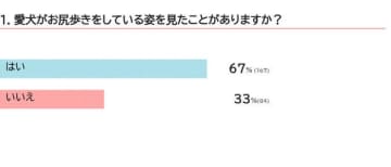 犬のお尻歩きを見たことがあるか調査！　原因や対処方法を獣医師が解説