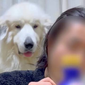 ご飯を食べる男性→背後で『超大型犬』が…絶対に無視できない『とんでもない圧』をかける光景が80万再生「パンチしてて草」「愛が重すぎるｗ」