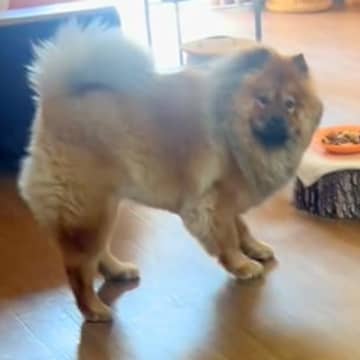 犬と3日間会わなかった結果→喜ぶかと思いきや…なんか切ない『まさかの反応』が23万再生「結構怯えててワロタ」「絵に描いたような後ずさり」