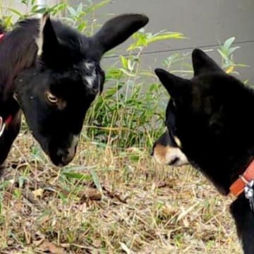 『お互いを同族だと思ってそう』黒いヤギと黒い柴犬が出会った結果→まるで『兄弟のような光景』が106万表示「そっくりｗｗ」「親戚感ある」