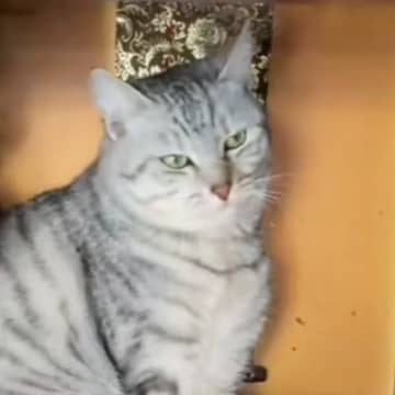 『仏壇の中に入っていた猫』→吊り灯籠に興味津々で…思わず笑みがこぼれる光景が55万再生「猫神様ｗ」「ご先祖様許してくれるよｗ」