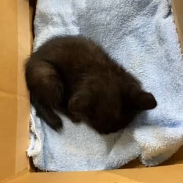 必死に助けを求めていた『弱りきった子猫』→保護された結果…胸を打つ『見違える変化』が21万再生「とても愛情に溢れていて涙」「泣いた」