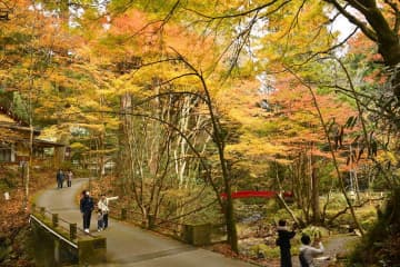 《秋さんぽ》渓流の橋彩る虹色　北茨城・花園神社