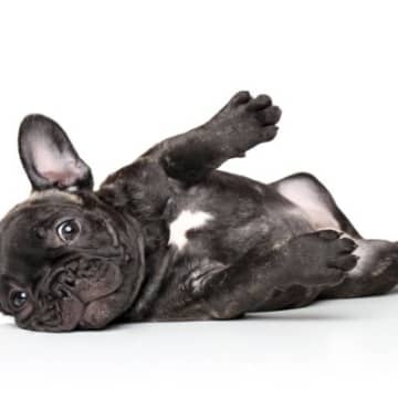 『天然』だと言われがちな犬種５選　不思議ちゃんなワンコの共通点やしつけの注意点まで