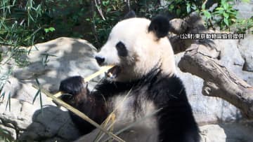 「日本からパンダいなくなる」中国SNSで検索1位に…日中関係悪化受け中国紙が日本への“パンダ貸し出し停止”可能性伝える