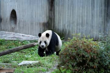 パンダのリーリー、ちょっと散歩　中国四川省