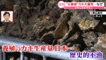 瀬戸内海のカキが大量死……影響は？　広島知事「災害級」　“しょっぱい海”“猛暑”のダブルパンチ？【#みんなのギモン】