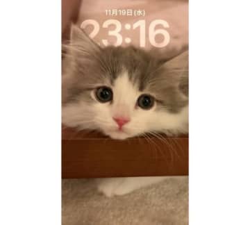 高橋克典、愛猫の悶絶級スマホ待受＆姉弟癒しツーショ公開